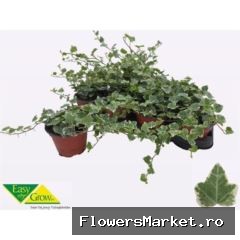 Hedera helix 'White Wonder'