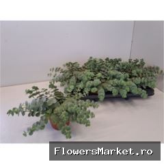 Sedum sieboldii