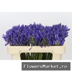 Agapanthus FU 'Atlantic Ocean'