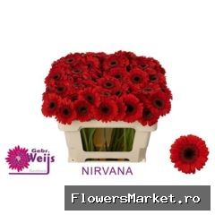 Gerbera MI 'Nirvana'