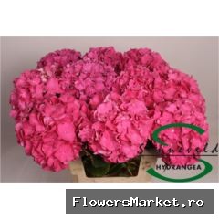 Hydrangea  'Rodeo Red'