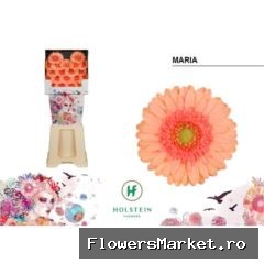 Gerbera MI 'Maria'