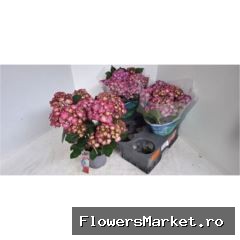 Hydrangea mac.   ...