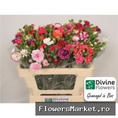 Dianthus TR   ...mix /bos
