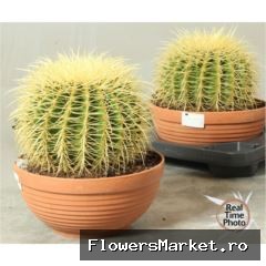 Cactus ...