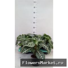 'Botanica Green'