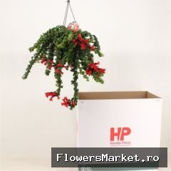 Aeschynanthus  'Bluster'