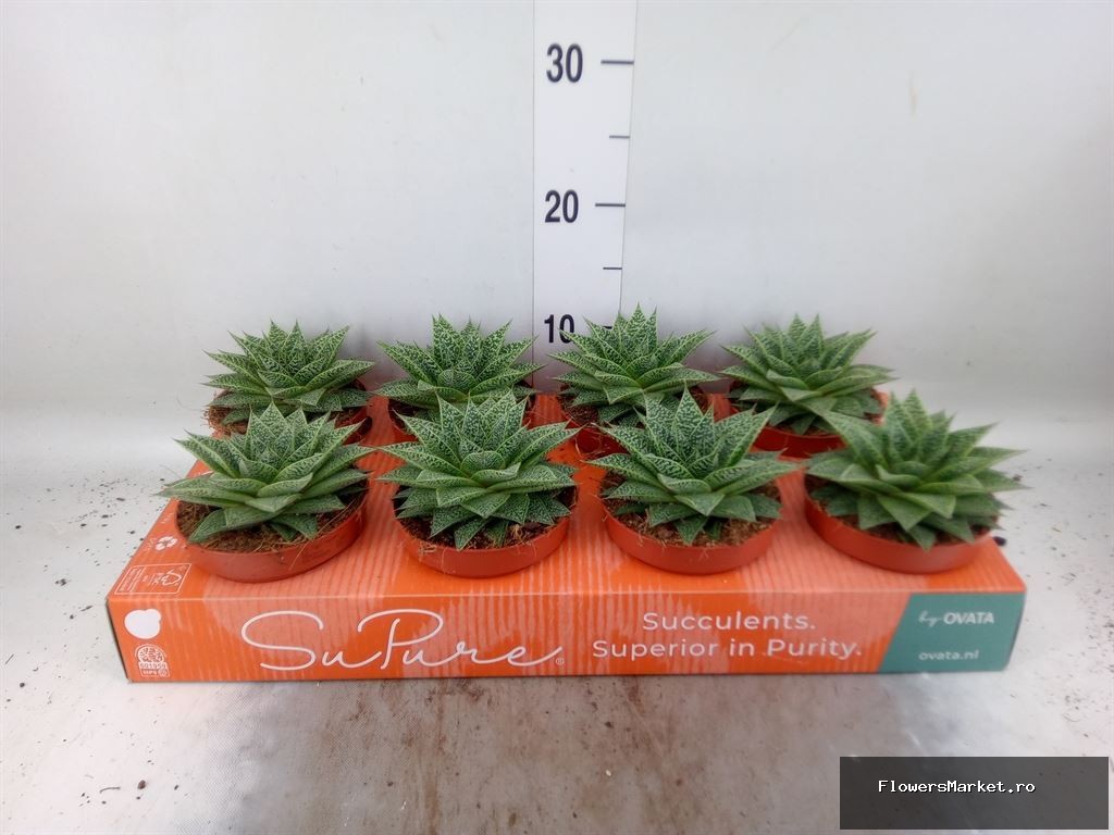 SuPure® - Gasteria flow 12 ROCKS