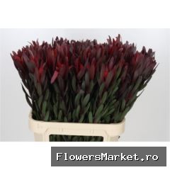 Leucadendron 'Safari Sunset'