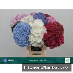 Hydrangea ...mix