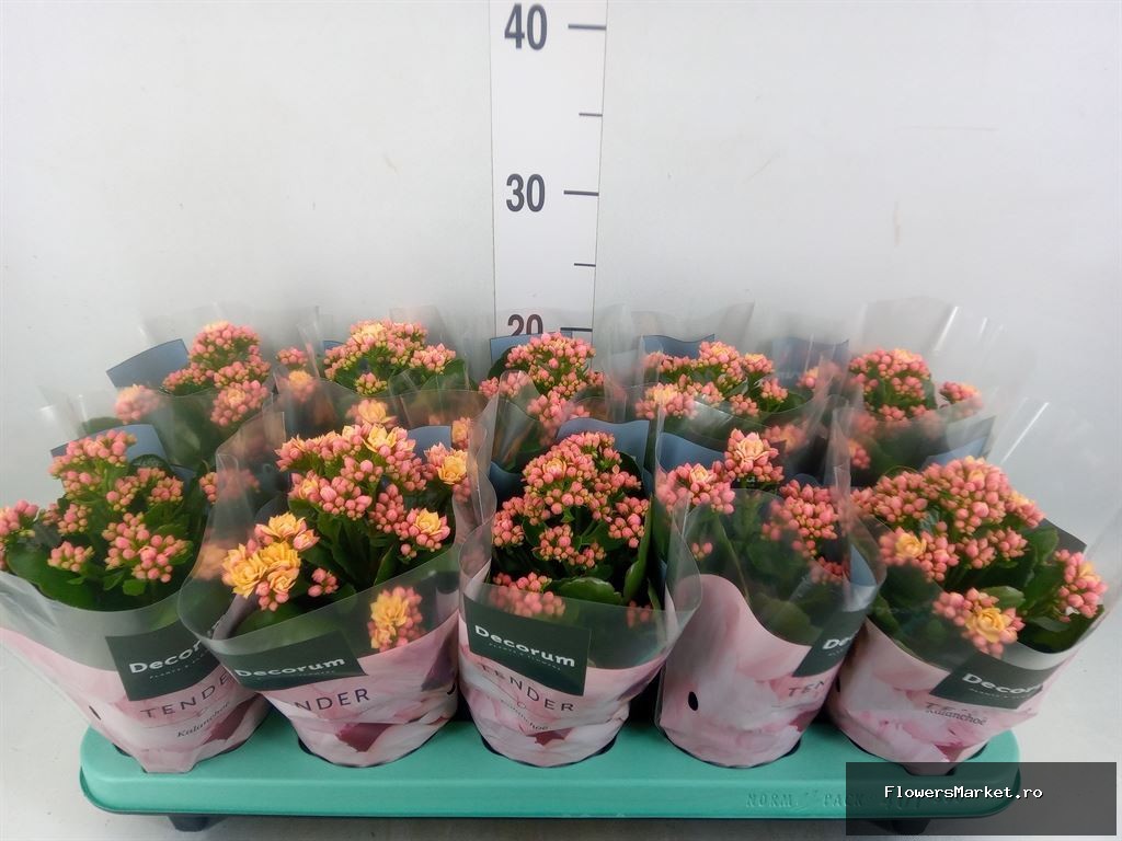 Tender Apricot 16 cm