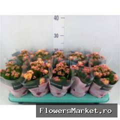 Tender Apricot 16 cm