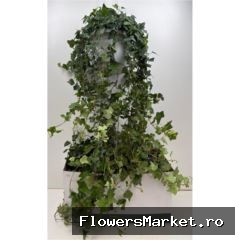 Hedera helix 'Wonder'