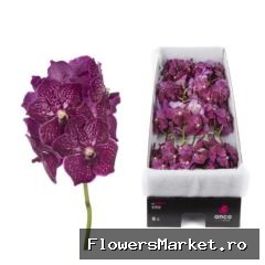 Vanda Ruby Love x16
