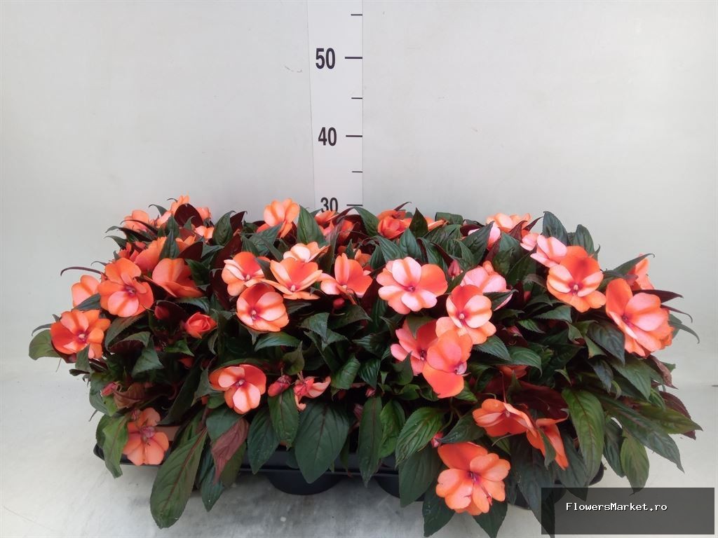 Bicolor