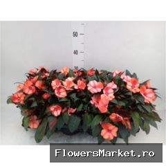 Bicolor