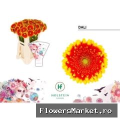 Gerbera MI 'Mini Dali'