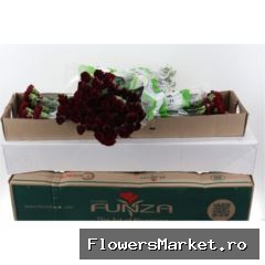 Dianthus ST 'Zurigo'