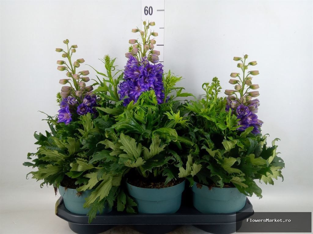 Plante perene TDEL(GDBRE 366745