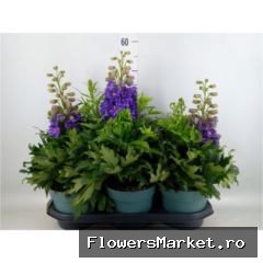 Plante perene TDEL(GDBRE 366745