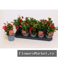 Mandevilla  'Rio Deep Red'