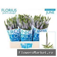 Veronica  'Clea June'