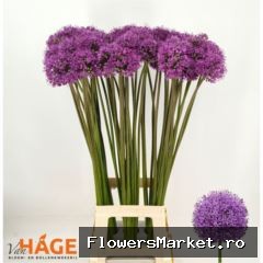 Allium  'Gladiator'