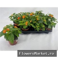 Lantana camara 'Havana Orange'