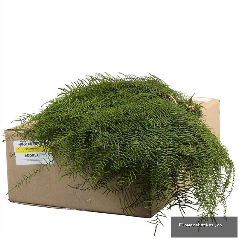 Starfern