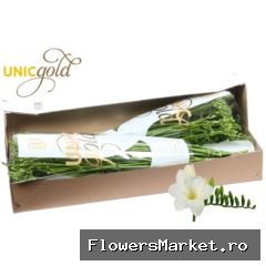 Freesia EN 'San Remo'