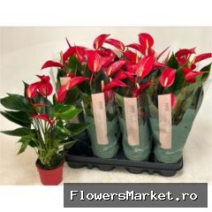Anthurium  'Banderola Roja'