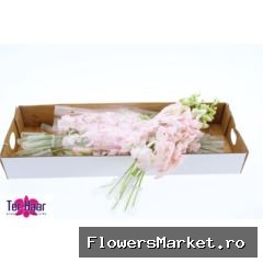 Dendrobium ...
