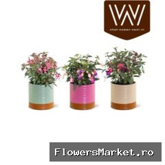 Fuchsia  'Bella Fuchsia'  ..mix