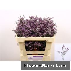 Limonium  'Safora Lilac'