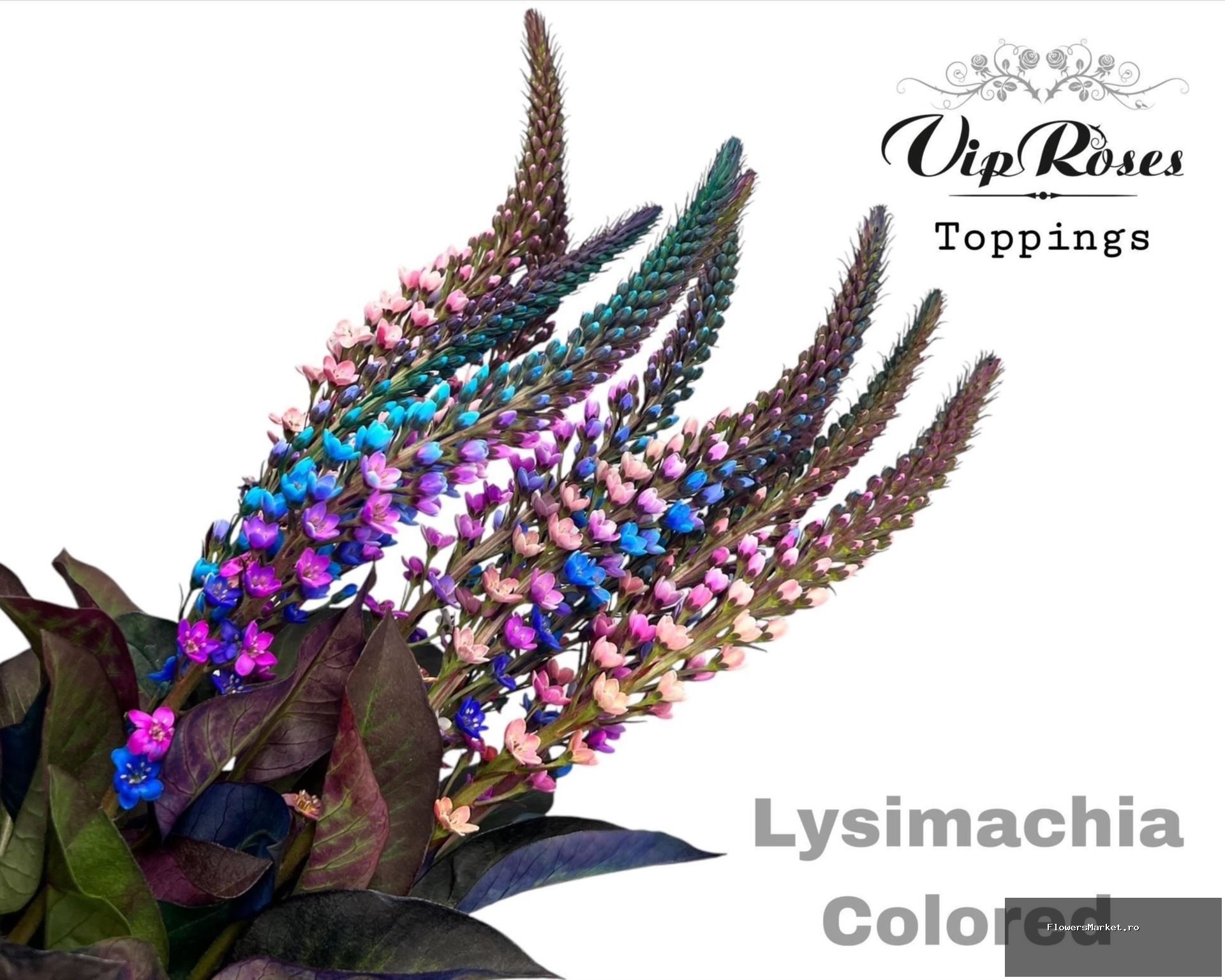 LYSIMACHIA COLORED