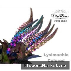 LYSIMACHIA COLORED