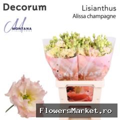 Eustoma russ. DU 'Alissa Champagne'