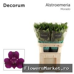 Alstroemeria  'Morado'
