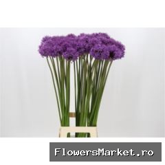 Allium  'Gladiator'