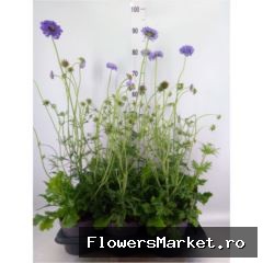 Mariposa bleu