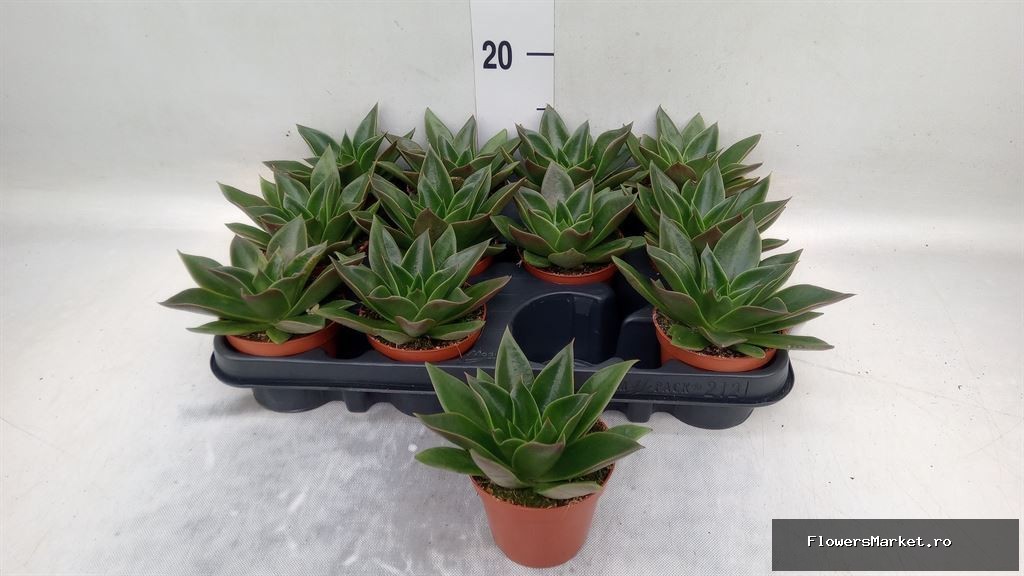 'Mexicana'