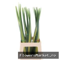 Pandanus Bont (rd)