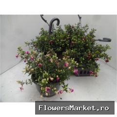 Fuchsia   ...mix