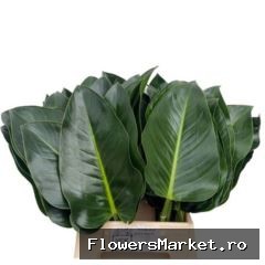 Philodendron 'Green Beauty'