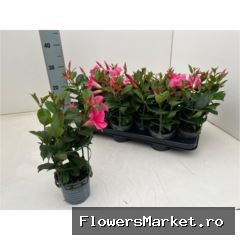 Mandevilla  'Diamantina Tourm Pink'