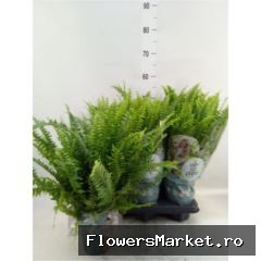Air So Pure 35 cm