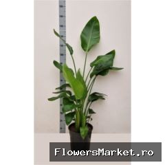 Strelitzia alba