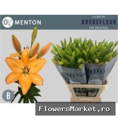 Lilium long. x asi. 'Menton'