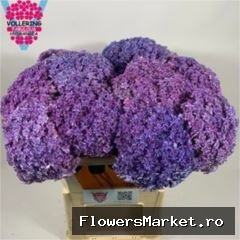 Hydrangea  'Beautensia Luxor Blue'