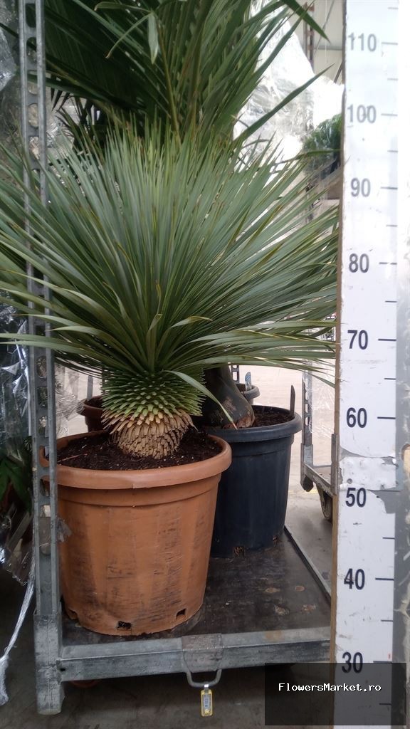 Plante perene TYUCROSTRA 54308